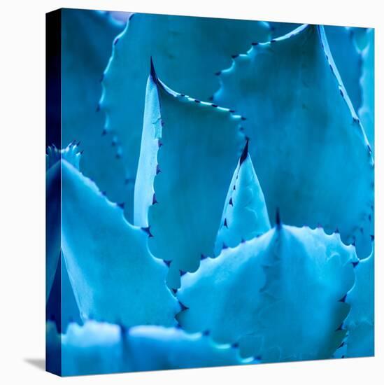 Sharp Pointed Agave Plant Leaves-kenny001-Stretched Canvas