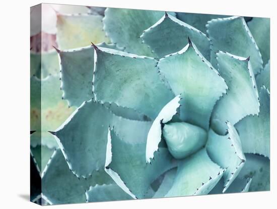 Sharp Pointed Agave Plant Leaves-kenny001-Premier Image Canvas