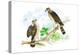 Sharp Skinned Hawk with Broad Wing Hawk-Theodore Jasper-Stretched Canvas