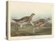 Sharp-tailed Grous, 1837-John James Audubon-Premier Image Canvas