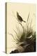 Sharp-Tailed Sparrows-John James Audubon-Premier Image Canvas