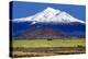 Shasta County Spring-Douglas Taylor-Stretched Canvas