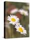 Shasta Daisies (Leucanthemum X Superbum)-Maria Mosolova-Premier Image Canvas