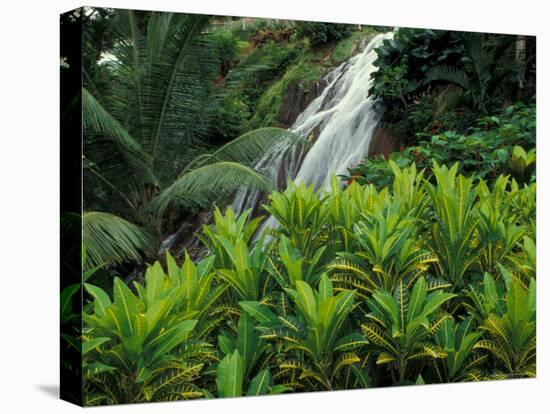 Shaw Park Gardens, Jamaica, Caribbean-Robin Hill-Premier Image Canvas