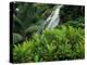 Shaw Park Gardens, Jamaica, Caribbean-Robin Hill-Premier Image Canvas