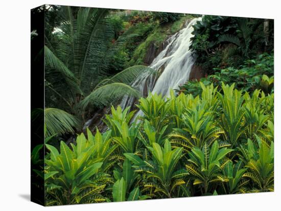 Shaw Park Gardens, Jamaica, Caribbean-Robin Hill-Premier Image Canvas