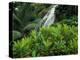 Shaw Park Gardens, Jamaica, Caribbean-Robin Hill-Premier Image Canvas