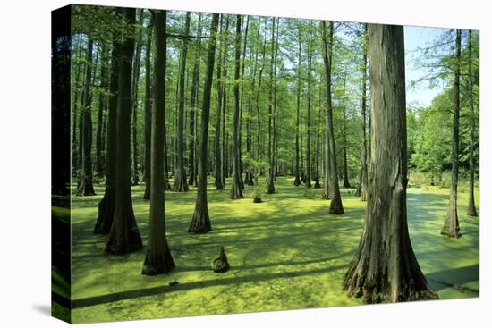 Shawnee National Forest, Illinois-Richard and Susan Day-Premier Image Canvas