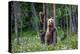 She-Bear and Cubs.-USO-Premier Image Canvas