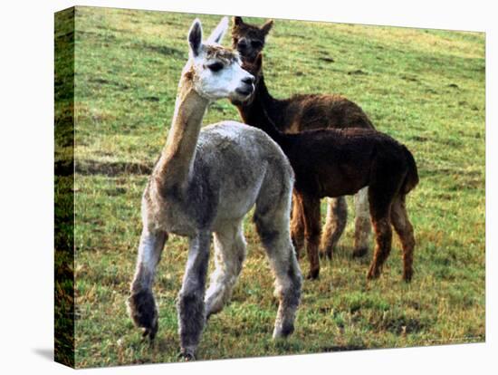 Sheared Alpacas Look Around Their Field August17, 2003, in Sandpoint, Idaho-Jay Cohn-Premier Image Canvas