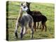 Sheared Alpacas Look Around Their Field August17, 2003, in Sandpoint, Idaho-Jay Cohn-Premier Image Canvas