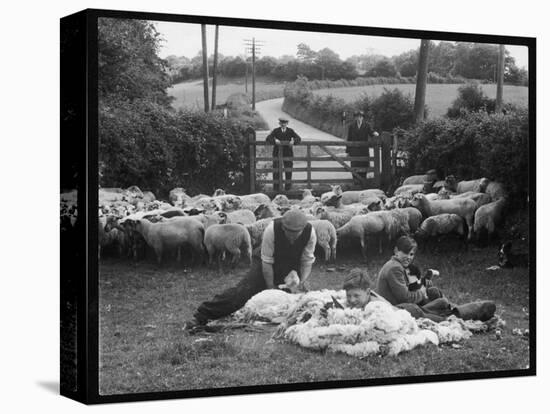 Shearing Sheep, Wales-Henry Grant-Premier Image Canvas