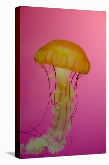 Shedd Aquarium, Jellyfish, NE Pacific Sea Nettle Marine Life, Chicago, Illinois-Cindy Miller Hopkins-Premier Image Canvas