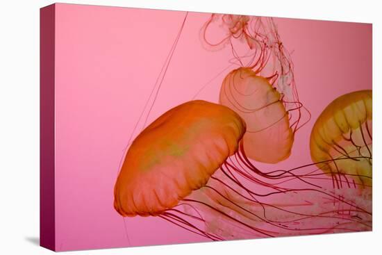 Shedd Aquarium, Jellyfish, NE Pacific Sea Nettle Marine Life, Chicago, Illinois-Cindy Miller Hopkins-Premier Image Canvas