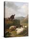 Sheep and Dogs, 1861-Eugene Joseph Verboeckhoven-Premier Image Canvas