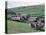 Sheep and Farm, Fox Up, Yorkshire, England, United Kingdom-Adam Woolfitt-Premier Image Canvas