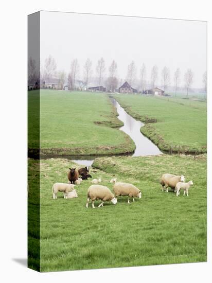 Sheep and Farms on Reclaimed Polder Lands Around Amsterdam, Holland-Walter Rawlings-Premier Image Canvas