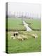 Sheep and Farms on Reclaimed Polder Lands Around Amsterdam, Holland-Walter Rawlings-Premier Image Canvas