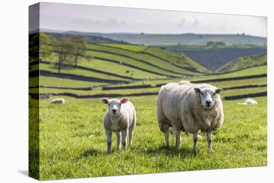 Sheep and Lamb Above Cressbrook Dale, Typical Spring Landscape in the White Peak, Litton-Eleanor Scriven-Premier Image Canvas
