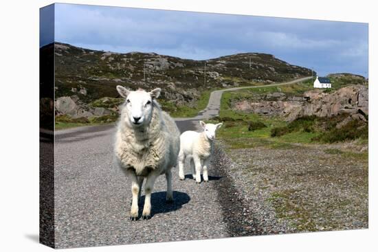 Sheep and Lamb, Applecross Peninsula, Highland, Scotland-Peter Thompson-Premier Image Canvas