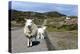 Sheep and Lamb, Applecross Peninsula, Highland, Scotland-Peter Thompson-Premier Image Canvas