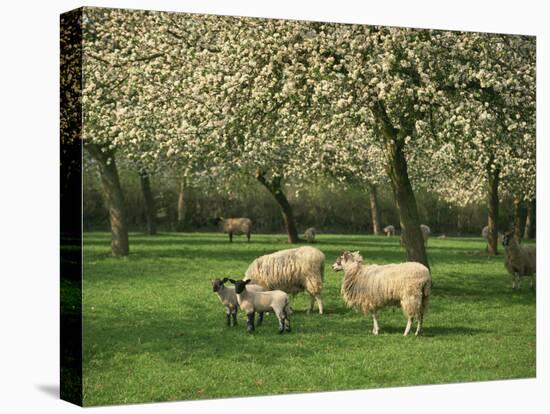 Sheep and Lambs Beneath Apple Trees in a Cider Orchard in Herefordshire, England-Michael Busselle-Premier Image Canvas