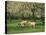 Sheep and Lambs Beneath Apple Trees in a Cider Orchard in Herefordshire, England-Michael Busselle-Premier Image Canvas