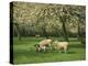Sheep and Lambs Beneath Apple Trees in a Cider Orchard in Herefordshire, England-Michael Busselle-Premier Image Canvas