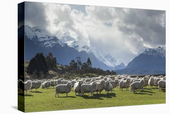 Sheep and Mountains Near Glenorchy, Queenstown, South Island, New Zealand, Pacific-Nick-Premier Image Canvas