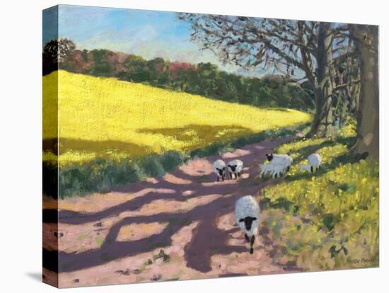 Sheep And Yellow Field-Andrew Macara-Premier Image Canvas