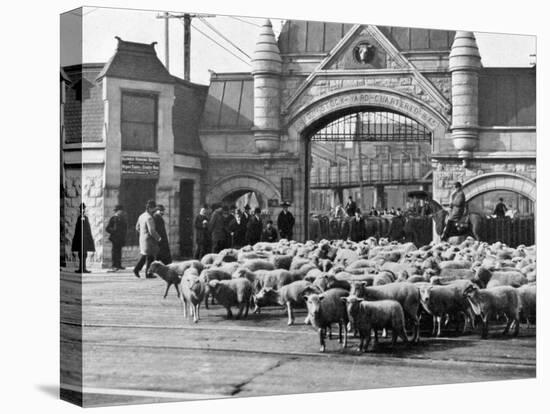 Sheep Arriving at the Chicago Stockyards to Be Converted into Legs of Mutton and Lamb Chops-null-Premier Image Canvas