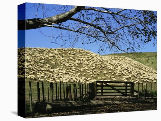 Sheep Brought in for Shearing, Tautane Station, North Island, New Zealand-Adrian Neville-Premier Image Canvas