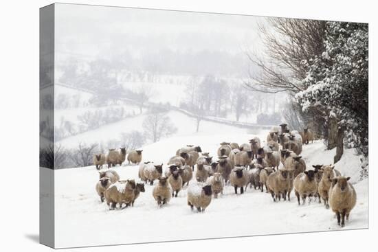 Sheep Crossbreds in Snow-null-Premier Image Canvas