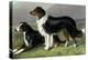 Sheep Dogs-Vero Shaw-Stretched Canvas