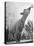 Sheep Drinking from a Bottle-Wallace Kirkland-Premier Image Canvas