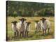Sheep Family I-Ethan Harper-Stretched Canvas