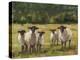 Sheep Family I-Ethan Harper-Stretched Canvas