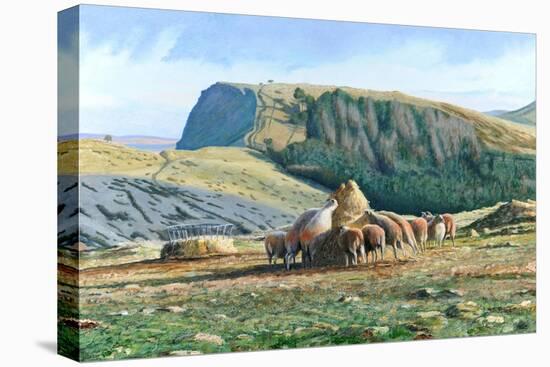 Sheep Feeding, 2004-Trevor Neal-Premier Image Canvas