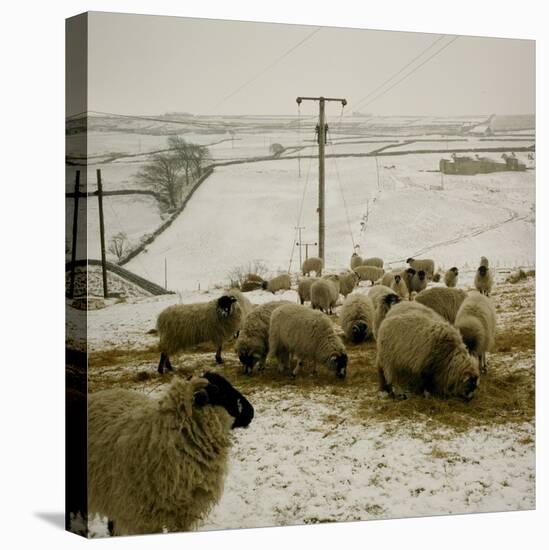 Sheep Feeding On Straw in Snowy Landscape. Ponden Moor, 1987-Fay Godwin-Premier Image Canvas