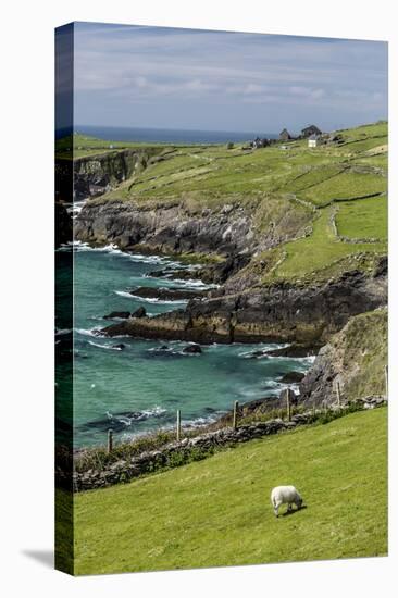 Sheep Fences and Rock Walls Along the Dingle Peninsula-Michael Nolan-Premier Image Canvas