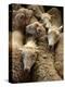 Sheep for Sale at the Welshpool Sheep Auction-Farrell Grehan-Premier Image Canvas