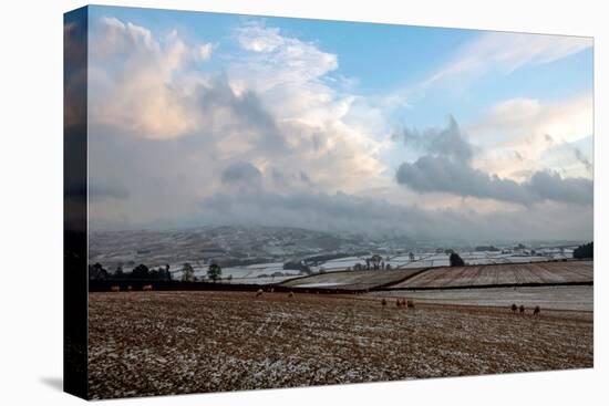 Sheep foraging on frozen fields, Lower Pennines, Eden Valley, Cumbria, Unired Kingdom-James Emmerson-Premier Image Canvas