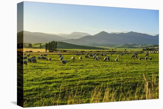 Sheep Grazing at Sunset, Queenstown, Otago, South Island, New Zealand, Pacific-Michael Runkel-Premier Image Canvas