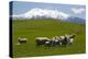 Sheep Grazing Beneath Mount Ruapehu-Stuart-Premier Image Canvas