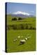 Sheep Grazing Beneath Mount Ruapehu-Stuart-Premier Image Canvas