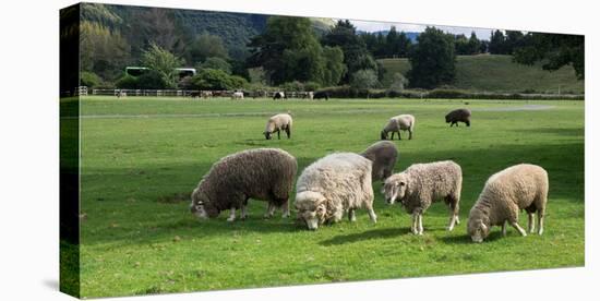 Sheep grazing in a field, Agrodome, State Highway 5, Rotorua, ay of Plenty, North Island, New Ze...-null-Premier Image Canvas