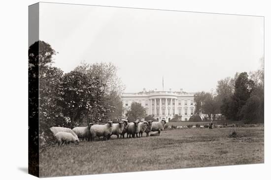 Sheep Grazing on the White House Lawn. During World War 1 from 1916 to 1919-null-Stretched Canvas