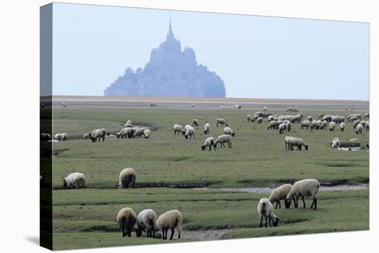 Sheep Grazing-David Nunuk-Premier Image Canvas