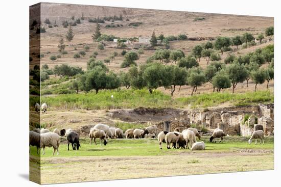 Sheep in front of Temple of Apollo, Roman ruins of Bulla Regia, Tunisia-Nico Tondini-Premier Image Canvas