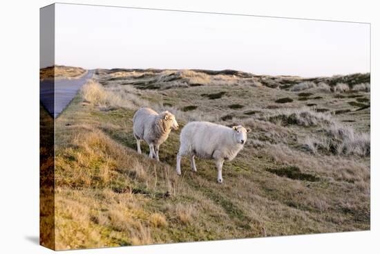Sheep in the Wayside, List, Island Sylt, Schleswig-Holstein, Germany-Axel Schmies-Premier Image Canvas